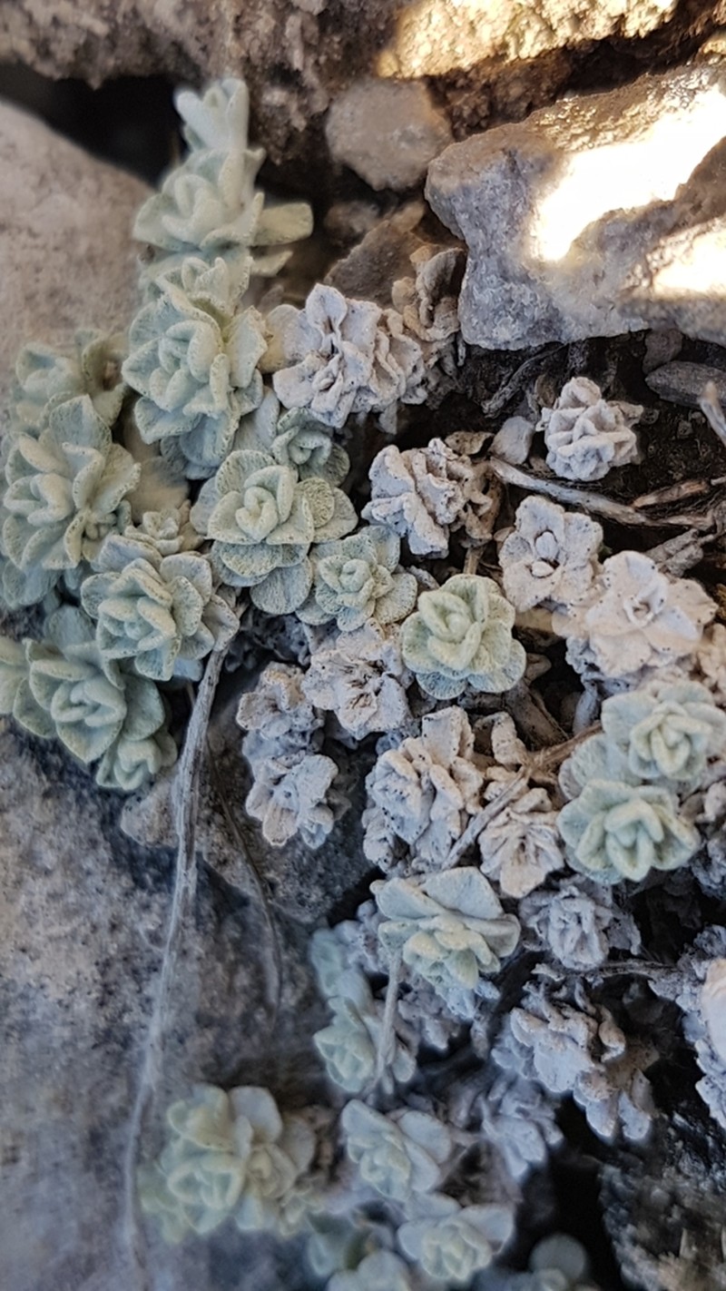 Denseleaf Pussytoes photo 5