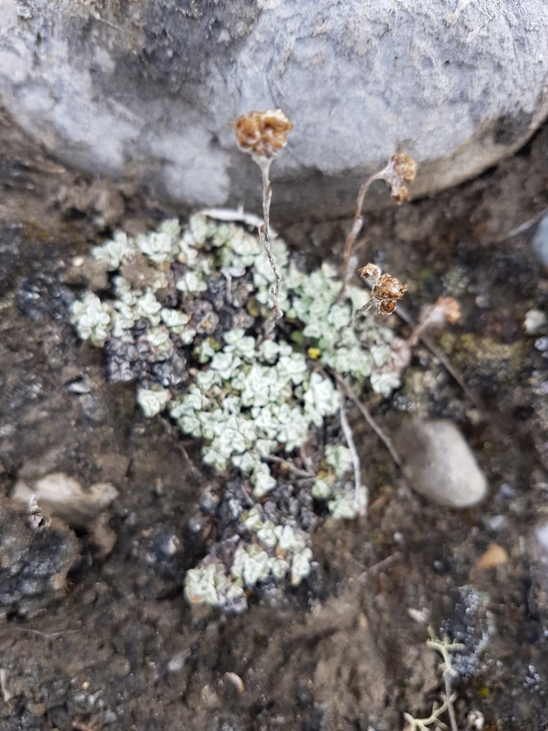 Denseleaf Pussytoes photo 6
