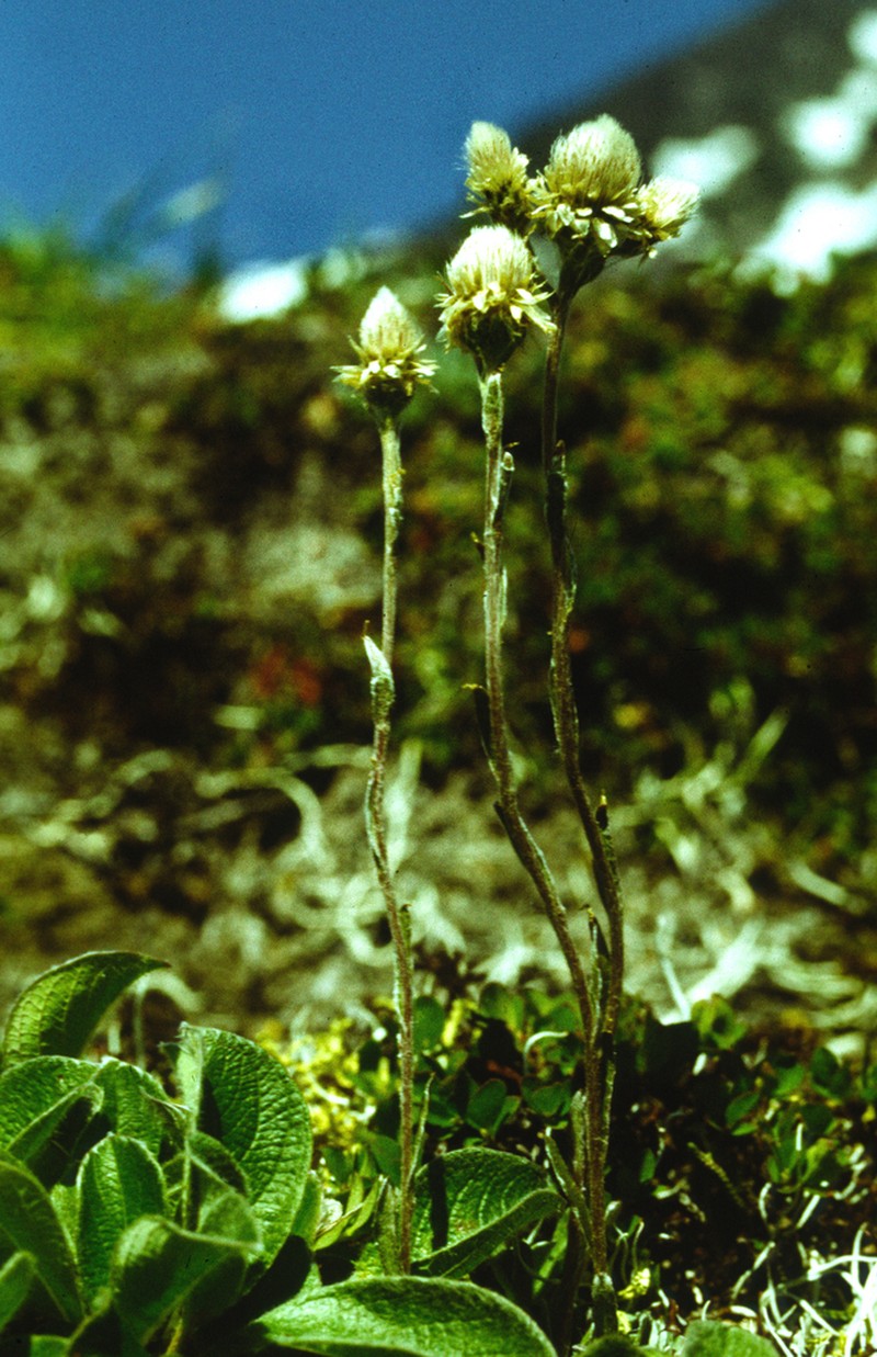 Antennaria dioiciformis photo 2