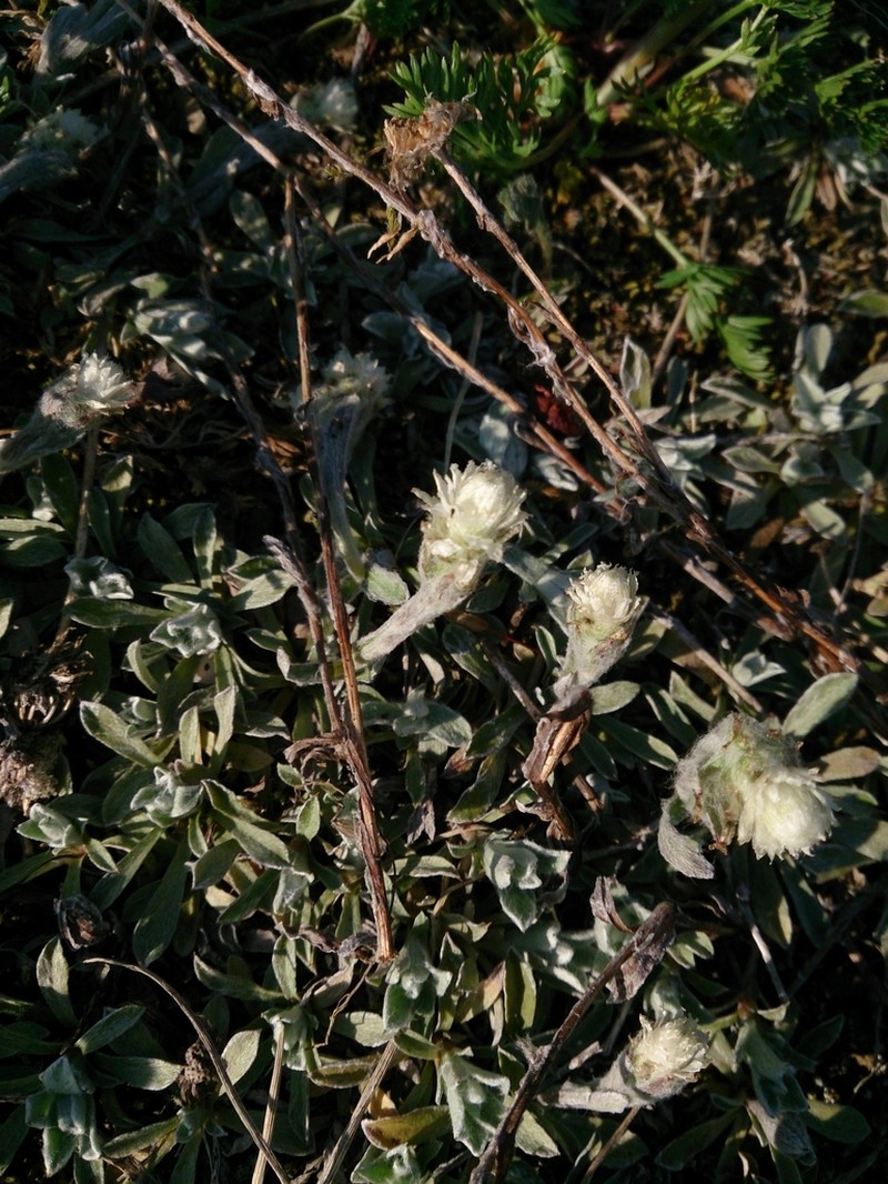Antennaria dioiciformis photo 3