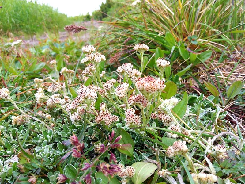 Antennaria dioiciformis photo 4