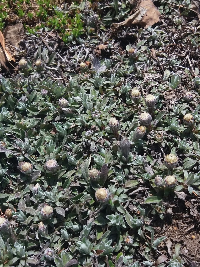 Antennaria dioiciformis photo 5