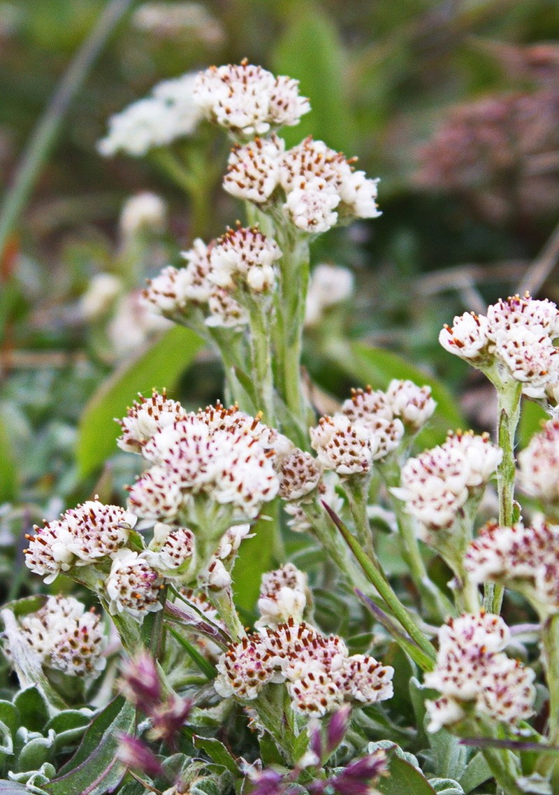 Antennaria dioiciformis photo 6