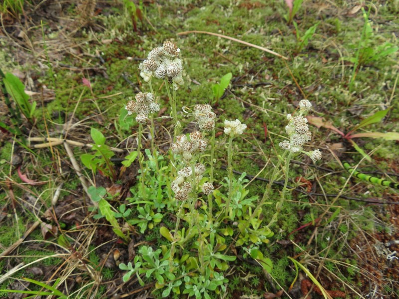 Antennaria dioiciformis photo 7