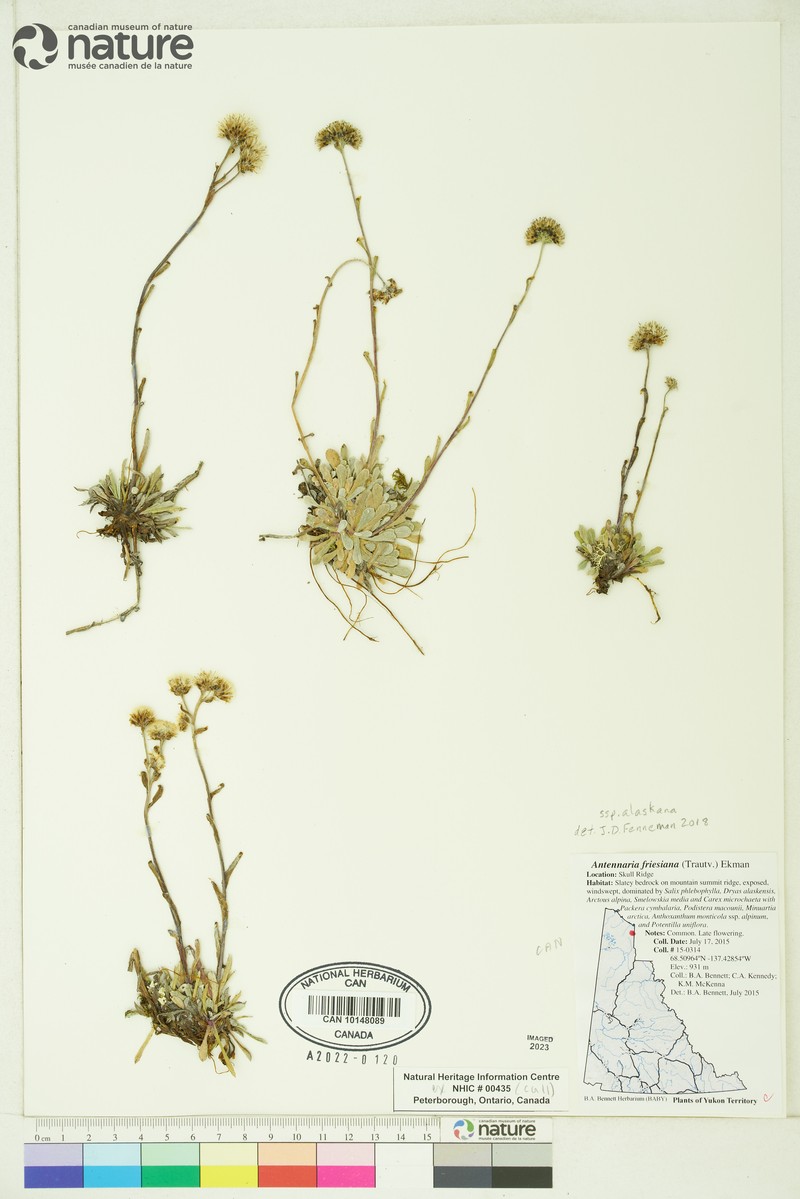 Antennaria friesiana subsp. alaskana