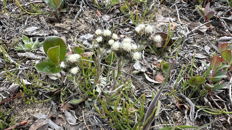Antennaria friesiana subsp. friesiana