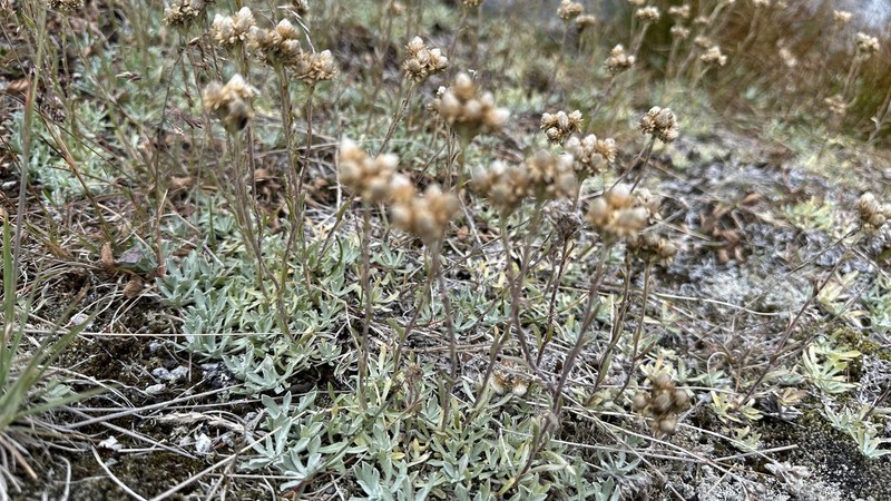 Antennaria friesiana subsp. friesiana photo 3