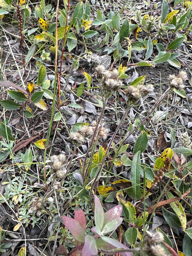 Antennaria friesiana subsp. friesiana photo 4