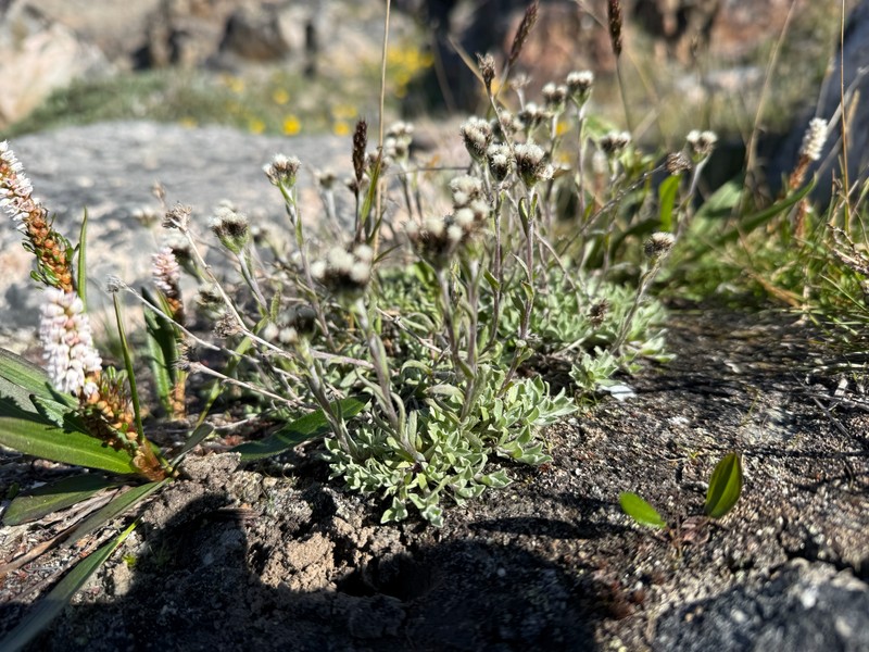 Antennaria friesiana subsp. friesiana photo 5