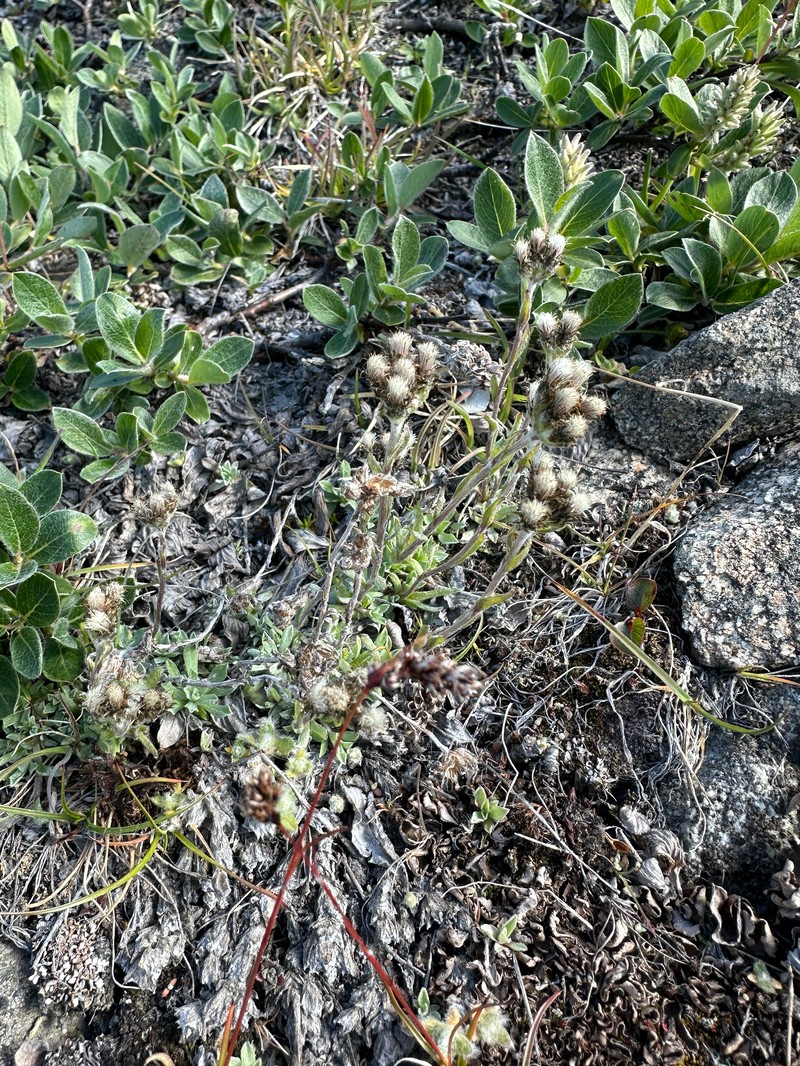 Antennaria friesiana subsp. friesiana photo 6