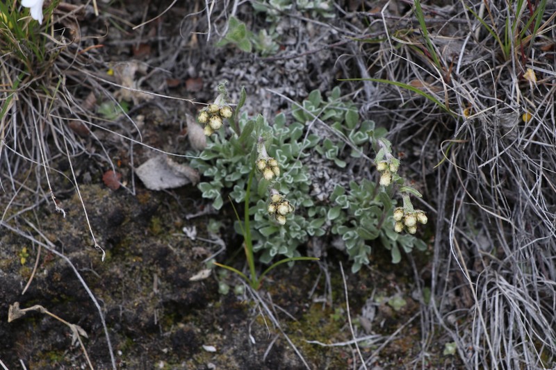 Antennaria friesiana subsp. friesiana photo 7