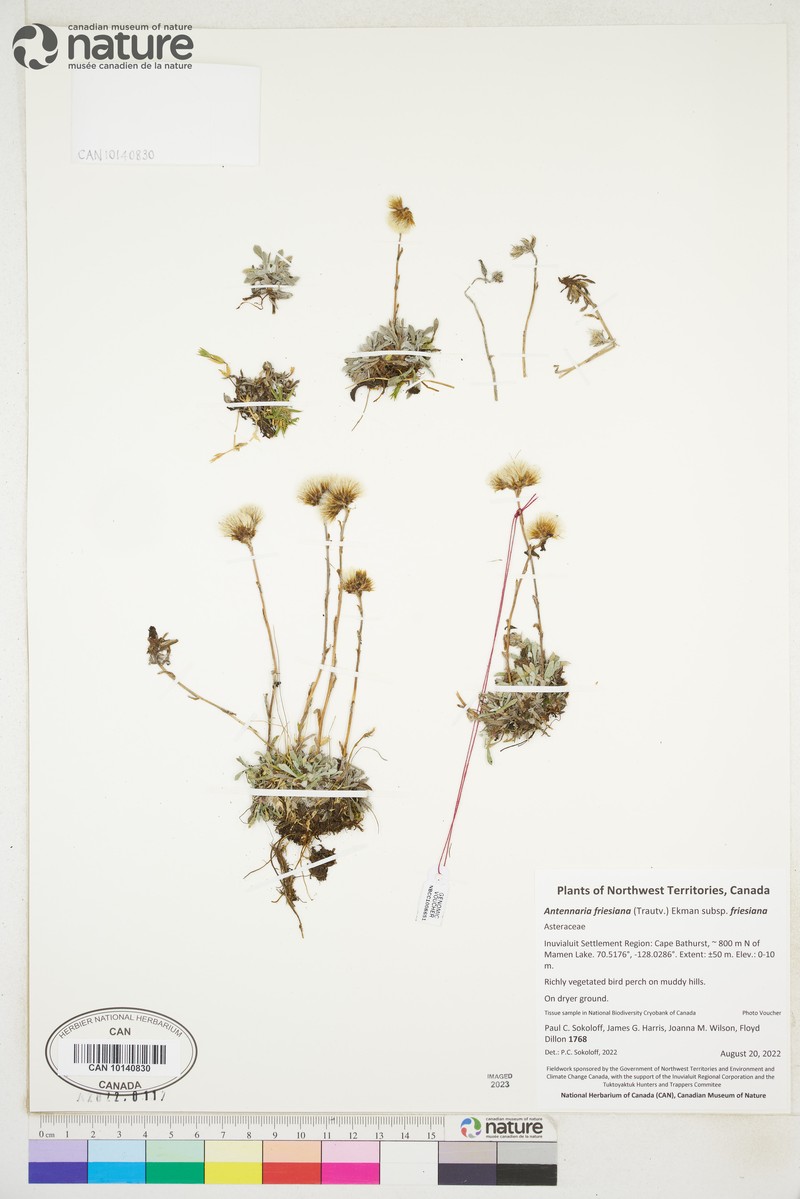 Antennaria friesiana subsp. friesiana photo 8