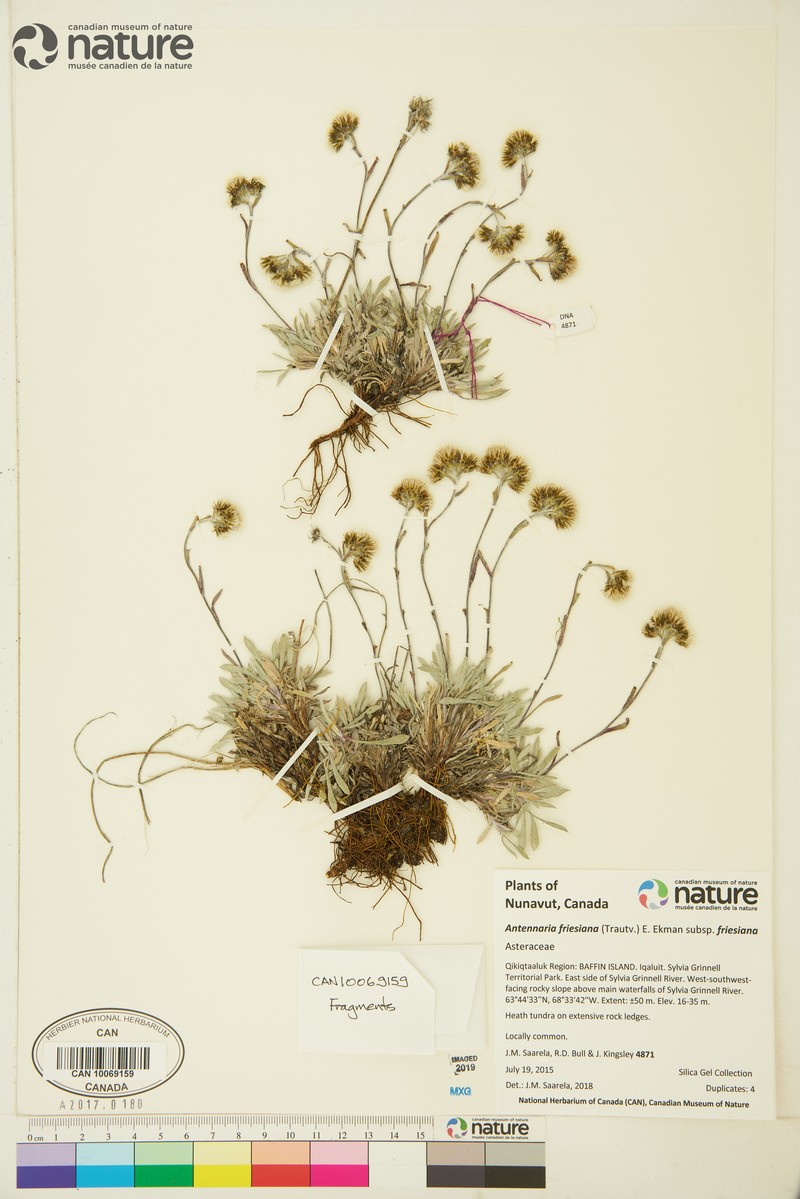 Antennaria friesiana subsp. neoalaskana photo 3