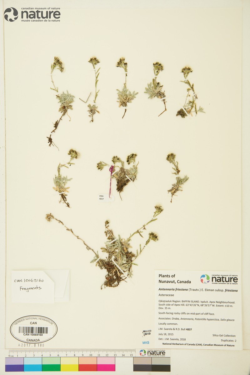 Antennaria friesiana subsp. neoalaskana photo 4