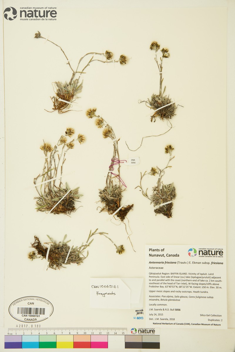 Antennaria friesiana subsp. neoalaskana photo 5