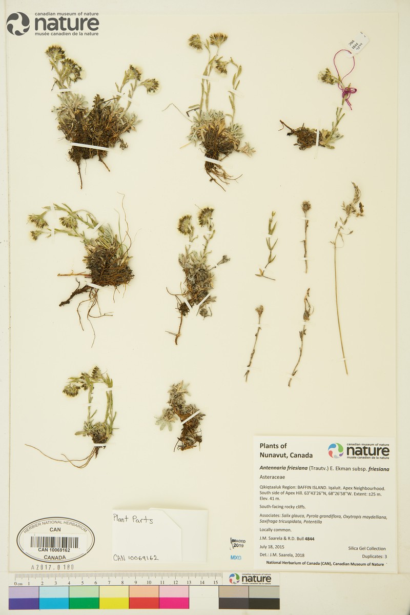 Antennaria friesiana subsp. neoalaskana photo 6