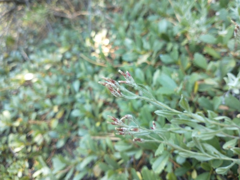 Pinewoods Pussytoes photo 3