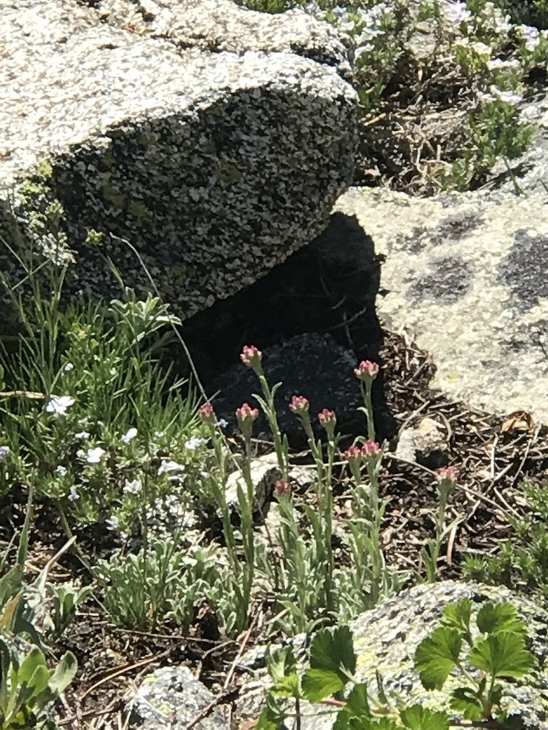 Pinewoods Pussytoes photo 6