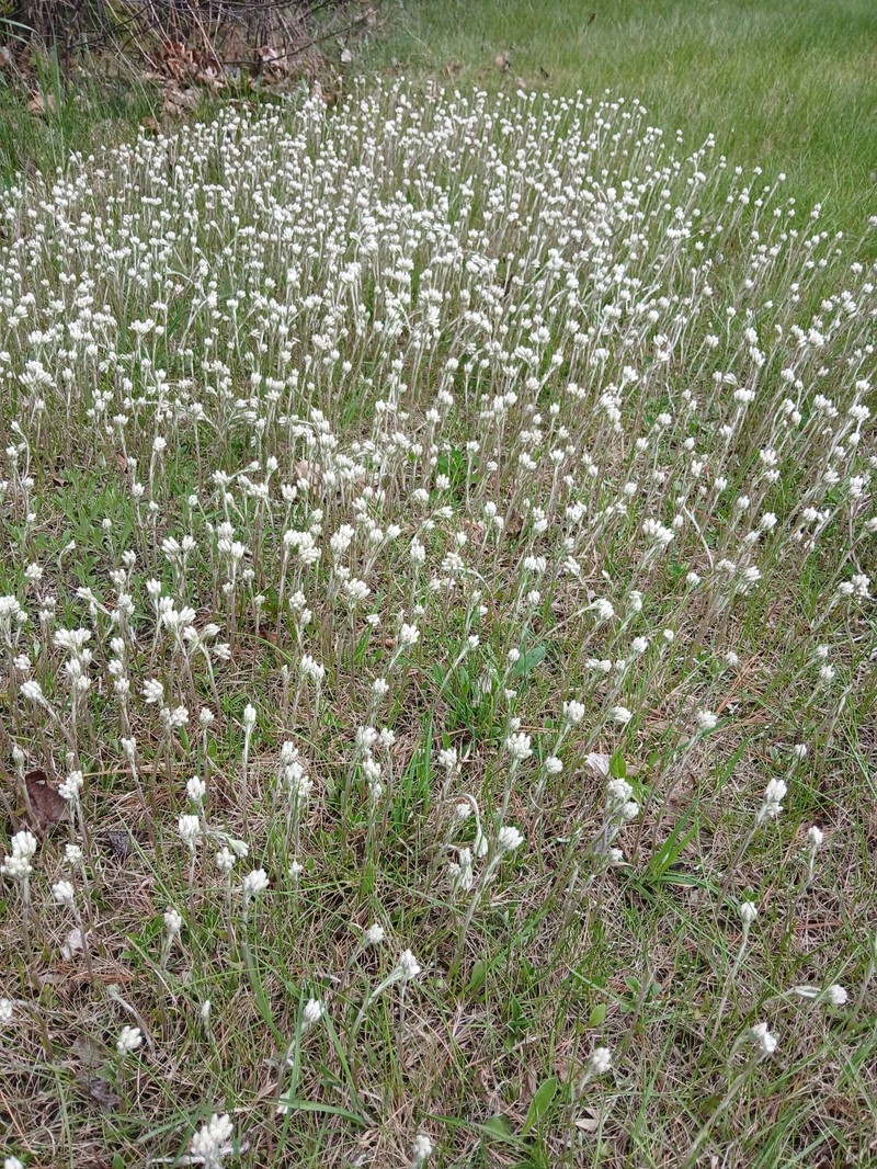 Antennaria howellii subsp. canadensis