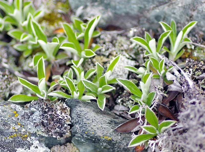 Antennaria howellii subsp. canadensis photo 2