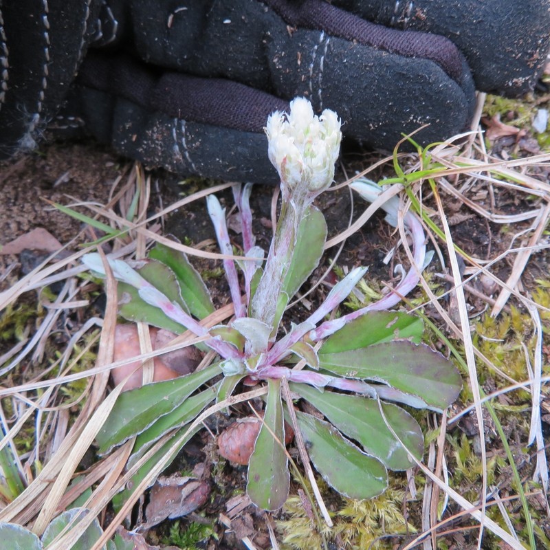 Antennaria howellii subsp. canadensis photo 3