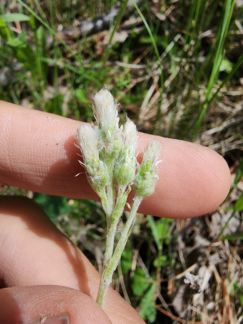 Antennaria howellii subsp. canadensis photo 4