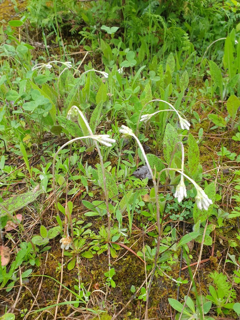 Antennaria howellii subsp. canadensis photo 5