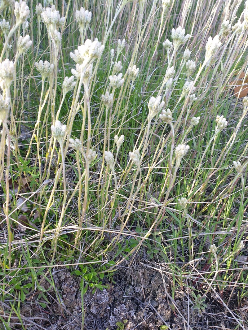 Antennaria howellii subsp. canadensis photo 6