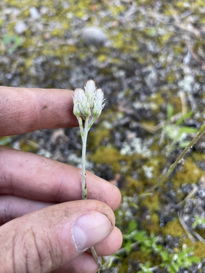 Antennaria howellii subsp. canadensis photo 7