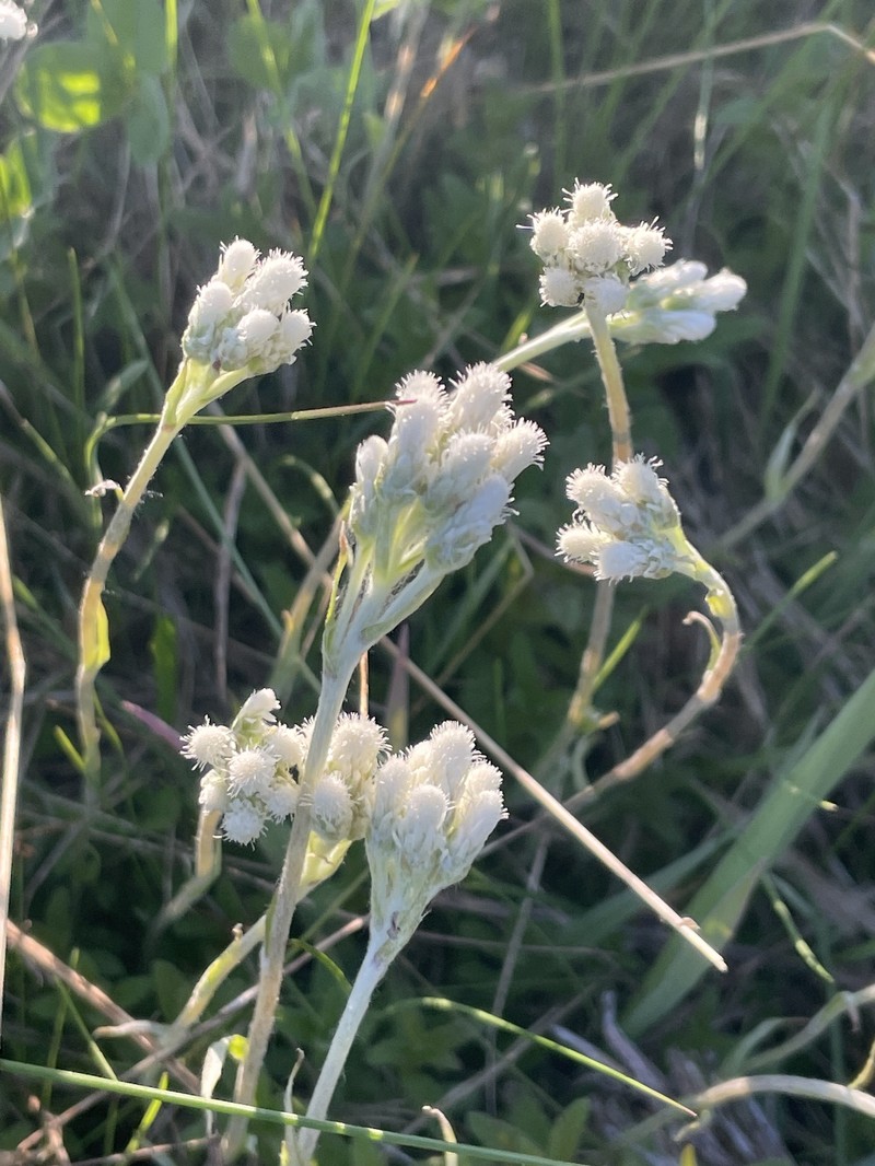 Antennaria howellii subsp. canadensis photo 8