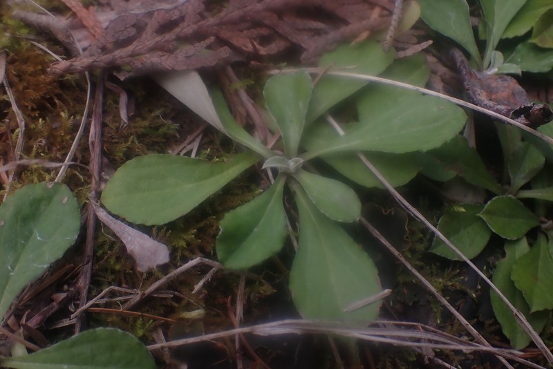 Antennaria howellii subsp. howellii