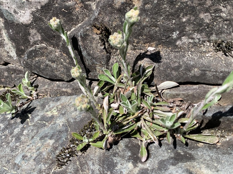Antennaria howellii subsp. howellii photo 2