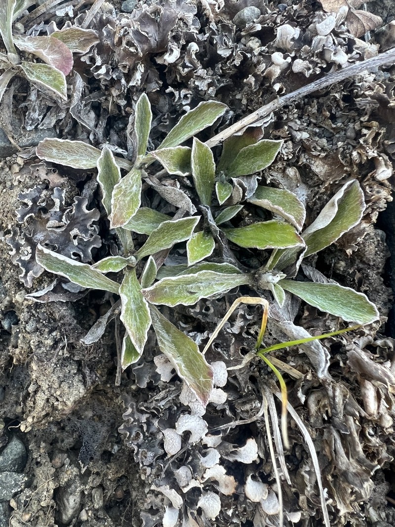 Antennaria howellii subsp. howellii photo 3