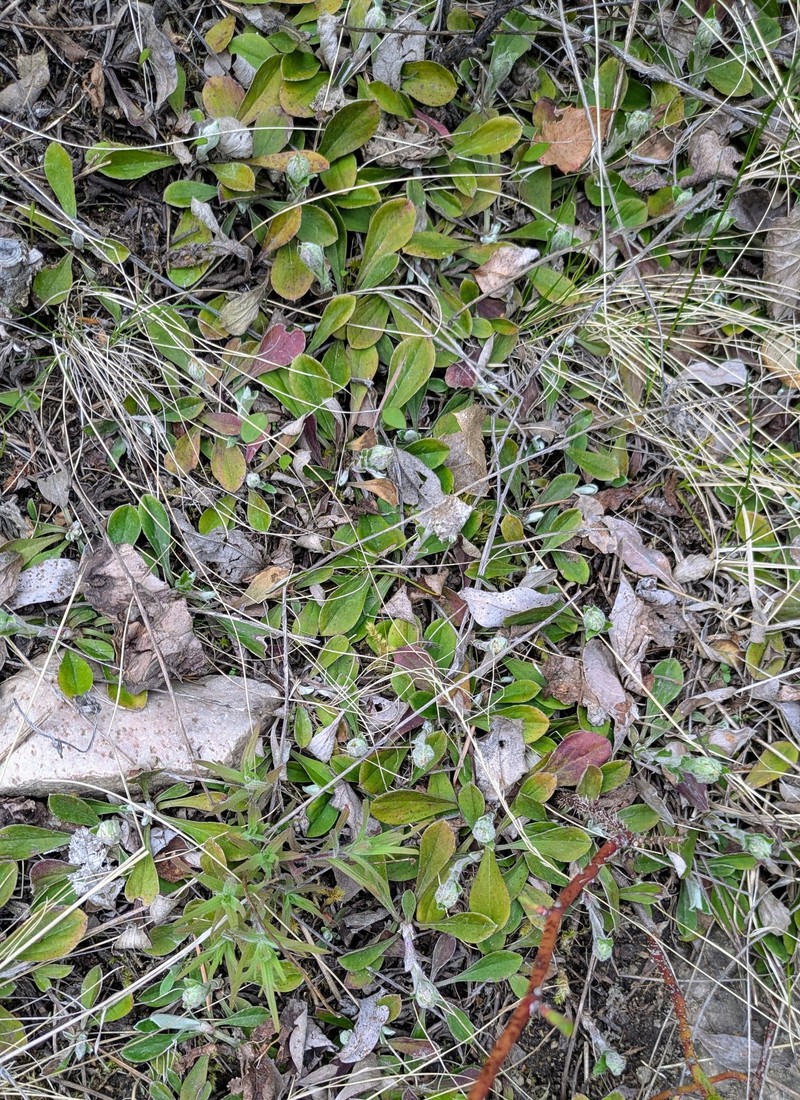 Antennaria howellii subsp. howellii photo 4
