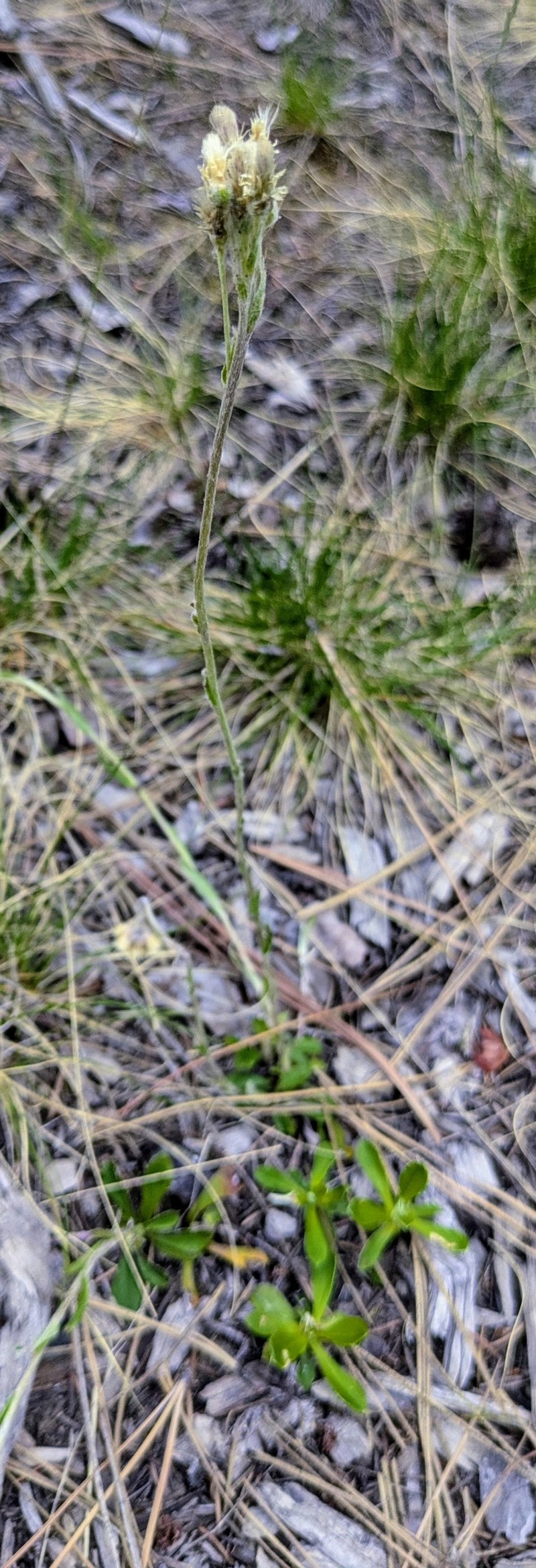 Antennaria howellii subsp. howellii photo 5
