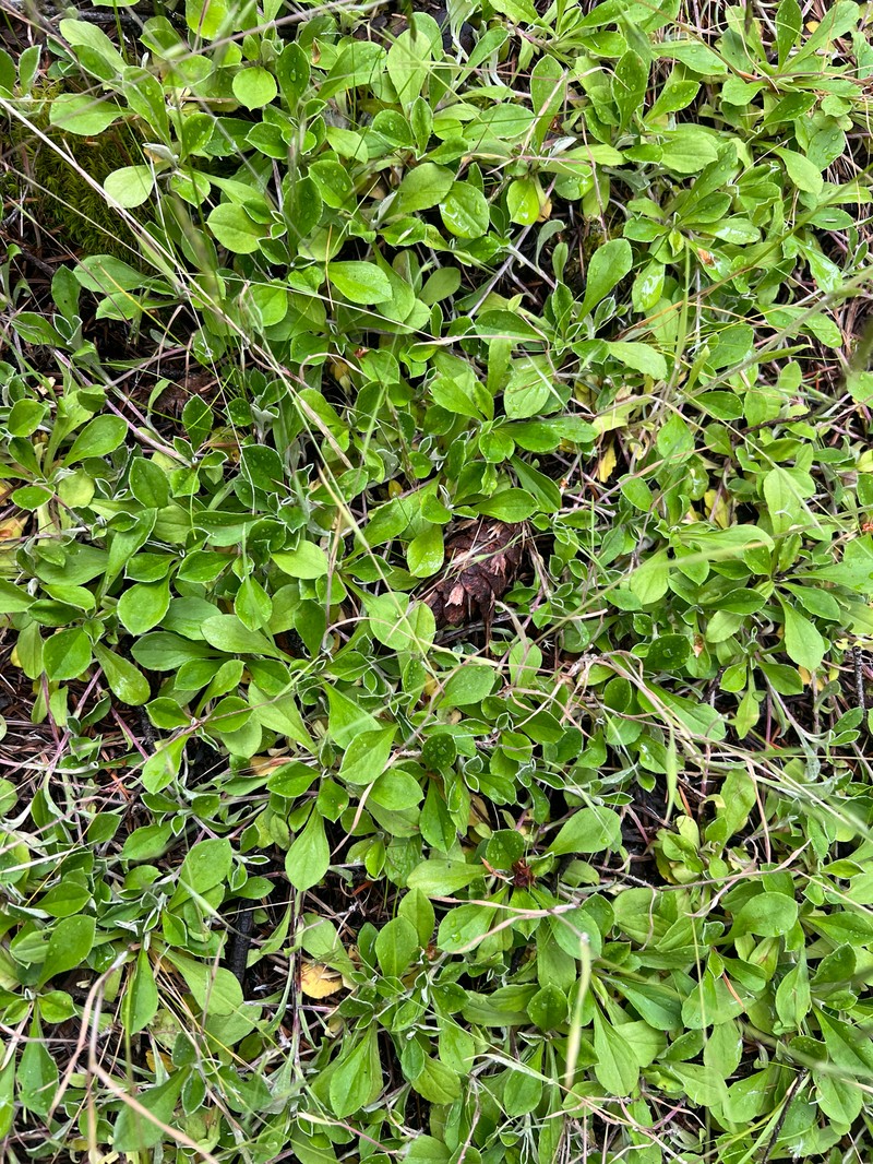 Antennaria howellii subsp. howellii photo 6