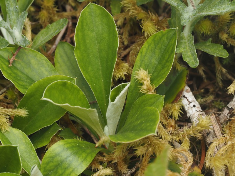 Antennaria howellii subsp. howellii photo 8