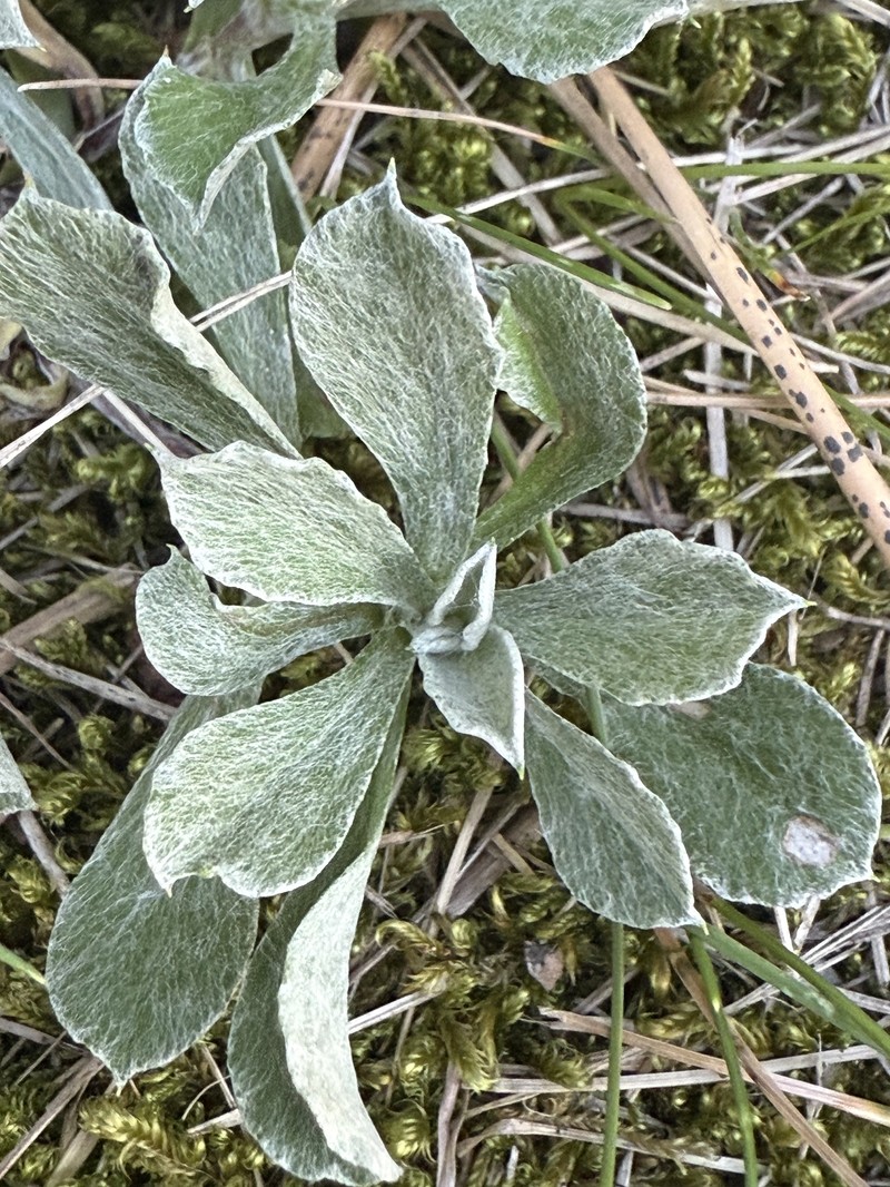 Antennaria howellii subsp. neodioica