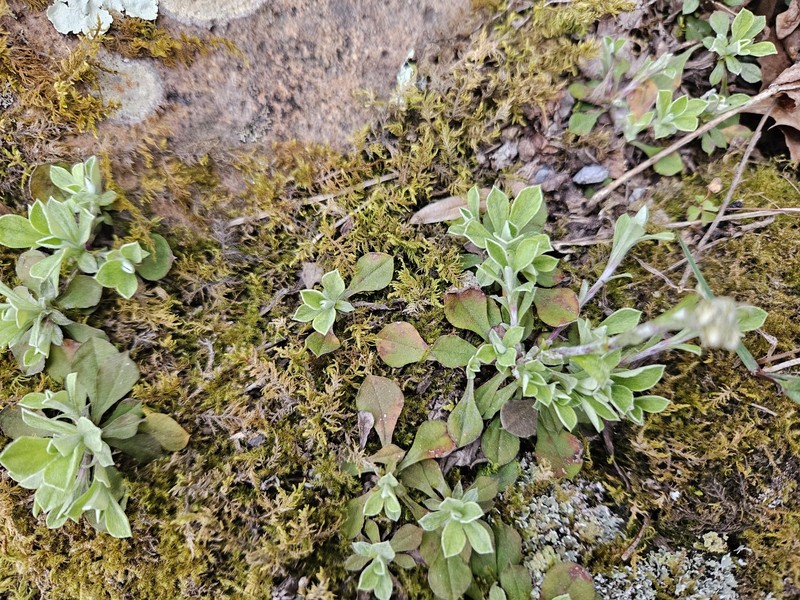Antennaria howellii subsp. neodioica photo 2