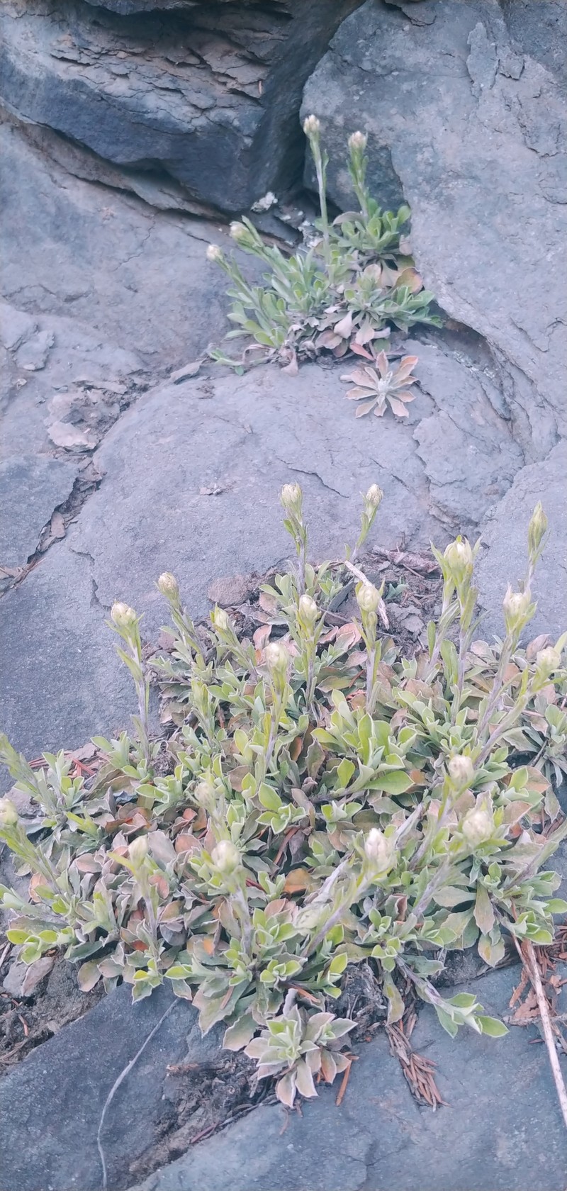Antennaria howellii subsp. neodioica photo 3