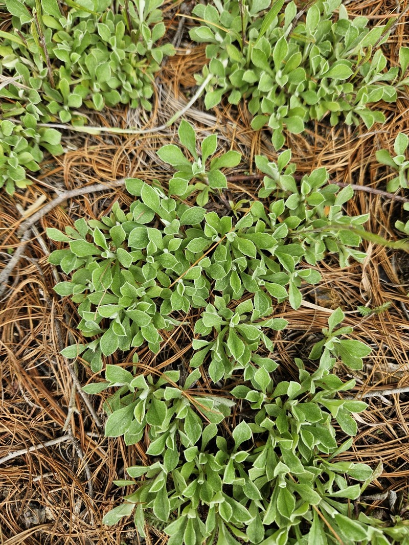 Antennaria howellii subsp. neodioica photo 4