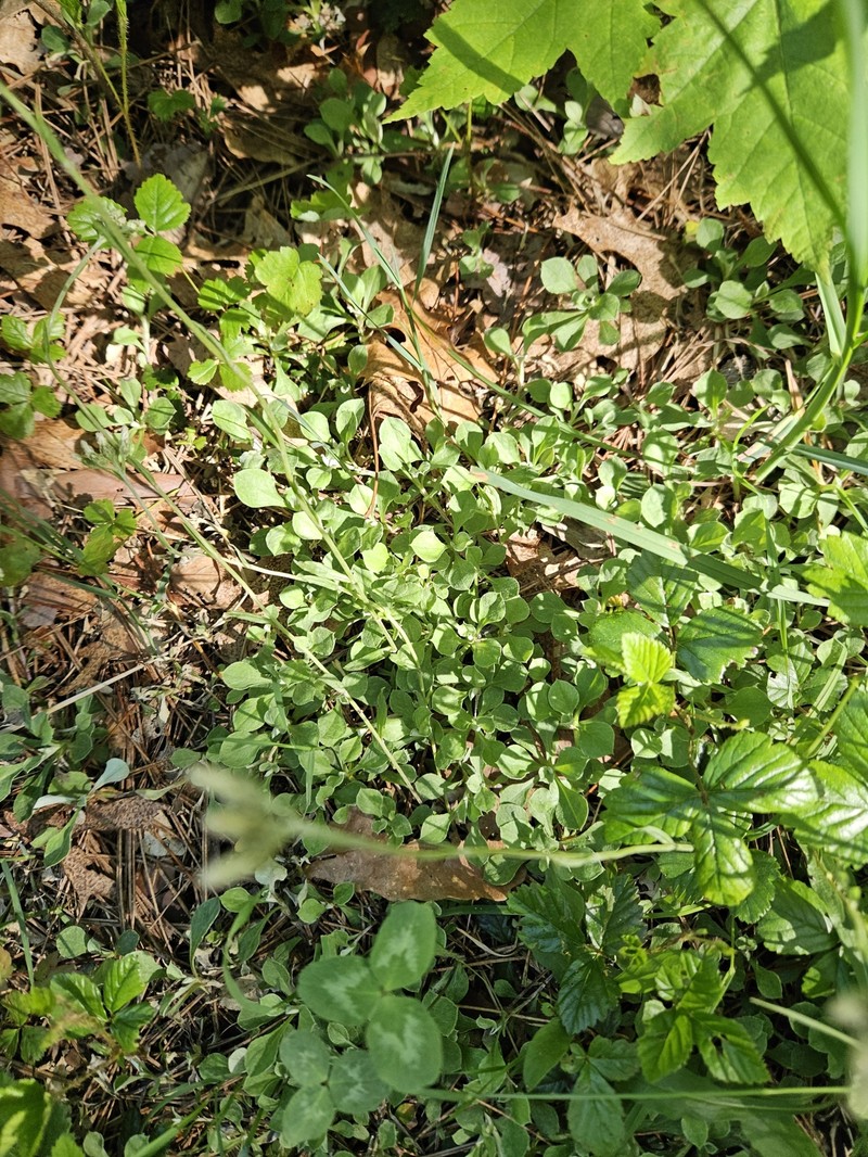 Antennaria howellii subsp. neodioica photo 5