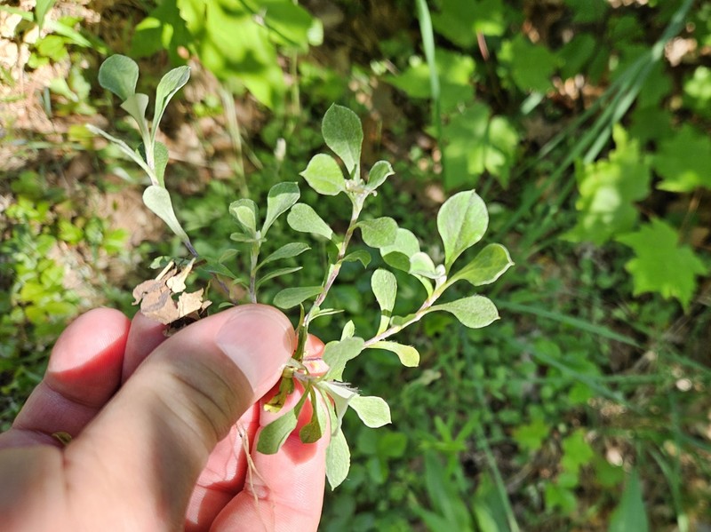Antennaria howellii subsp. neodioica photo 6