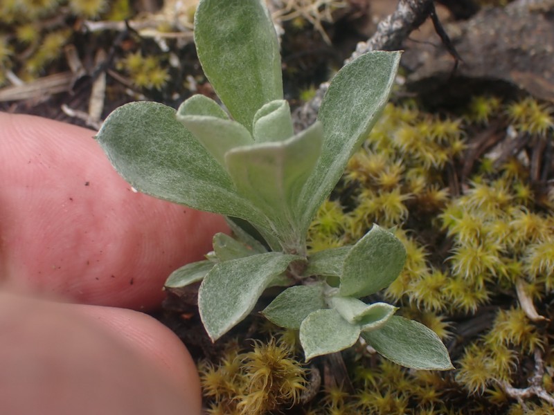 Antennaria howellii subsp. neodioica photo 7