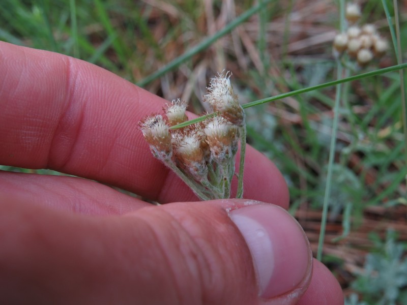 Antennaria howellii subsp. neodioica photo 8