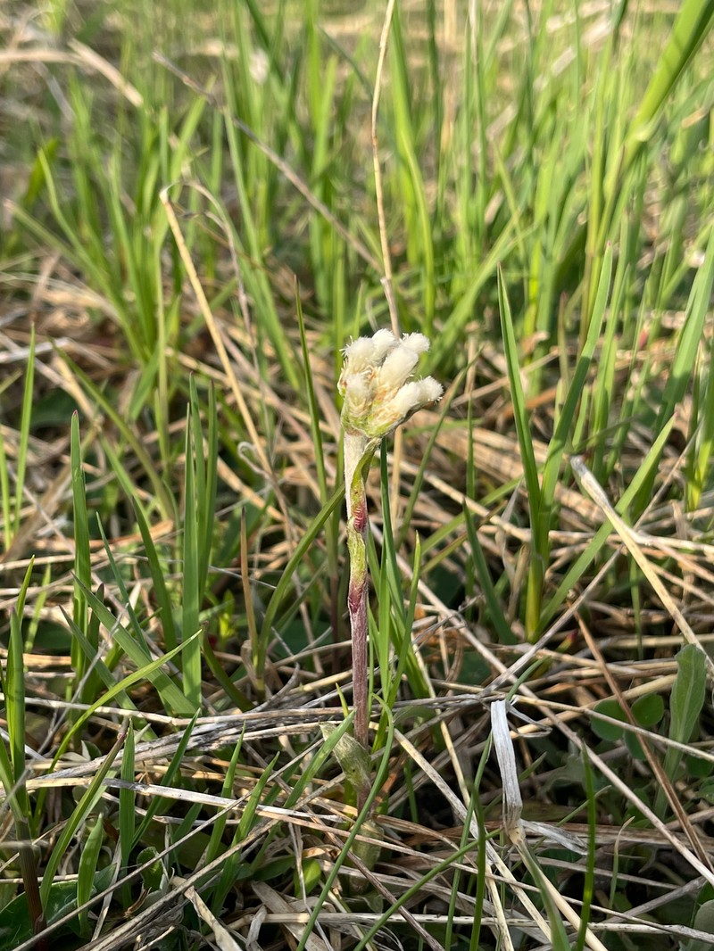 Antennaria howellii subsp. petaloidea