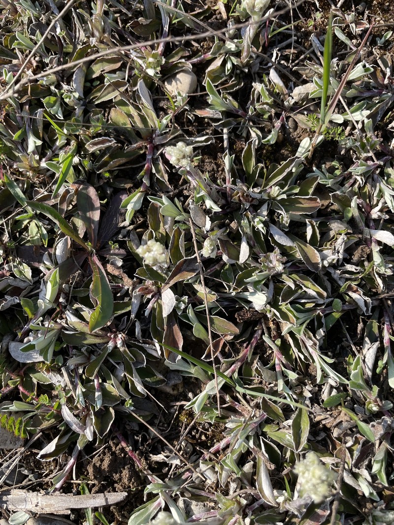 Antennaria howellii subsp. petaloidea photo 2