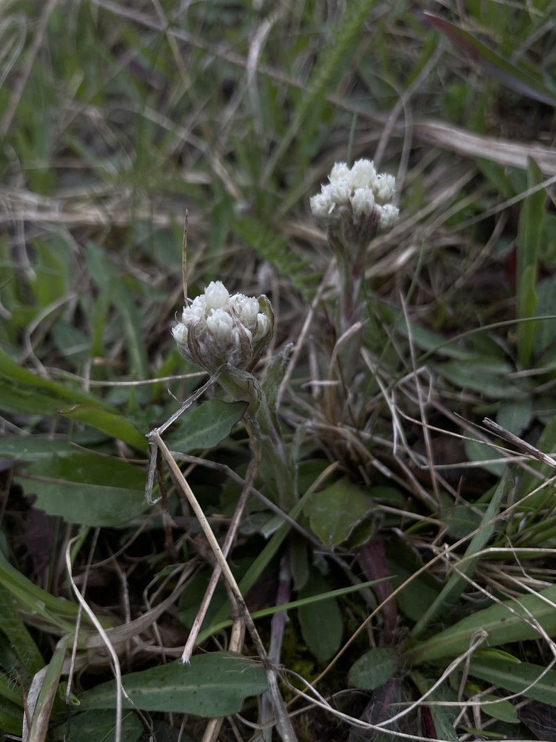 Antennaria howellii subsp. petaloidea photo 3