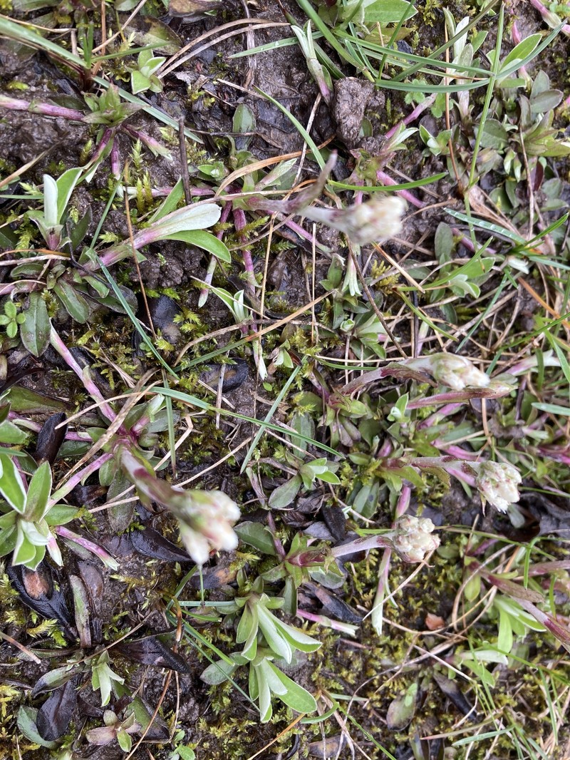Antennaria howellii subsp. petaloidea photo 4