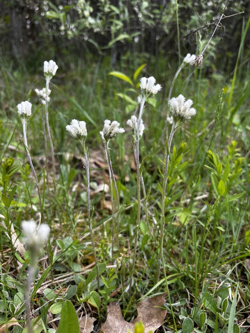 Antennaria howellii subsp. petaloidea photo 5